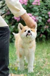 日本为什么爱狗 日本狗有什么品种