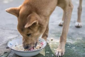狗要吃狗饭吗为什么 狗吃大米饭好吗