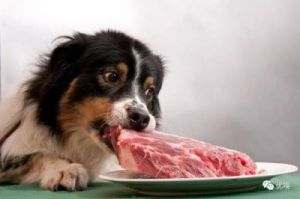 狗为什么能吃杂食 吃杂食为什么会胃疼
