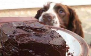 狗为什么横 狗为什么不能吃巧克力