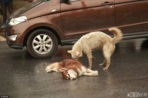 狗遇到死狗为什么打滚 狗死后为什么不闭眼
