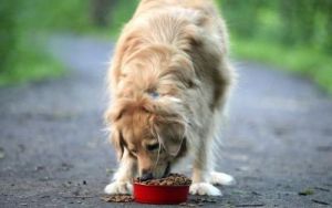 狗厌食是为什么 狗厌食症怎么治疗方法