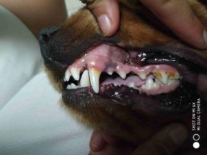 狗牙为什么发红 为什么女生不能戴狗牙