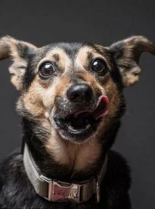 狗为什么弹舌头 狗的舌头为什么是黑色