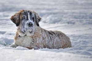 雪狗为什么停播 狗为什么吃雪和土