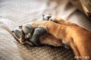 狗为什么麻爪子 狗用爪子扒地板