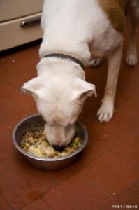 狗为什么攻击食物 狗不能吃的食物