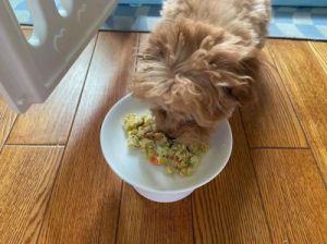 为什么狗不爱米饭 为什么狗吃米饭越来越瘦