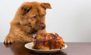 狗为什么爱吃鸡食 狗为什么不能吃人食