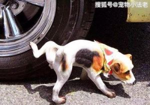 狗为什么靠近车轮 车轮毒狗