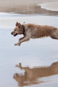狗偷跑是为什么 跑的最快的狗