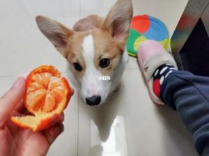狗为什么能吃橘子 狗可不可以吃橘子