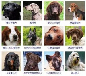 狗为什么会分类 狗的分类及图片