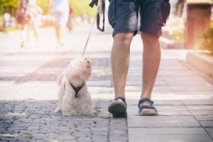 狗为什么跟人走路 狗为什么跟人走