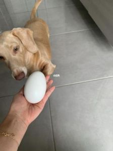 狗为什么抢鸡蛋 狗吃鸡蛋清为什么不好