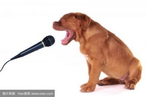 为什么狗不能唱歌 机器狗不能唱歌