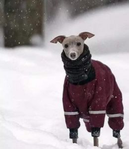 狗为什么不太怕冷 狗太瘦怕冷吗