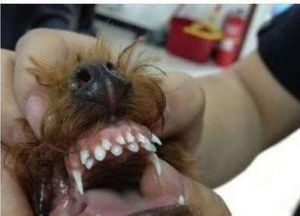 狗为什么很多犬牙 犬冢牙的狗叫什么