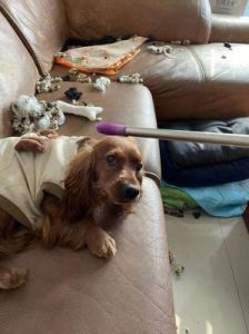 为什么狗不爱沙发 狗为什么一直挠沙发