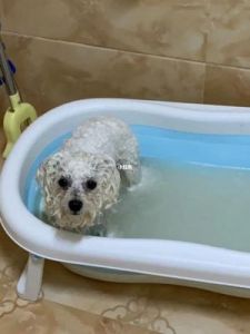 为什么狗可以水洗 狗屎可以用水洗干净吗