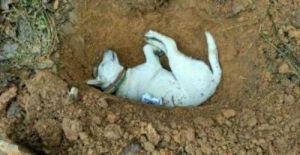 狗为什么会被埋 狗为什么不能埋家里