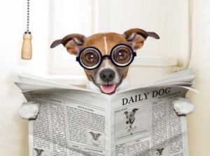 狗为什么闻报纸 狗为什么到处闻