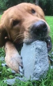 狗为什么嚼石头 狗吃石头是什么原因