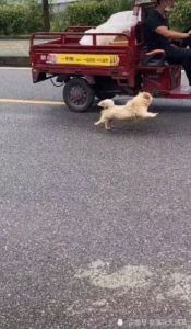 狗追车是为什么 狗狗追着车跑