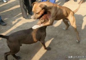 狗为什么总和狗打架 总和妹妹打架怎么办
