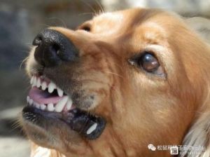 狗为什么经常张嘴 狗张嘴图片