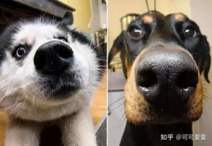 狗鼻孔为什么大 鼻孔大的男人说明什么