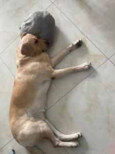狗为什么趴枕头 狗睡觉需要枕头吗