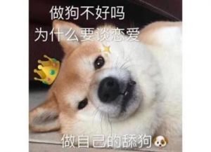 为什么舔狗是狗 小猫为什么舔人