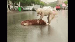 为什么狗绕着撞 开车撞到狗 化解