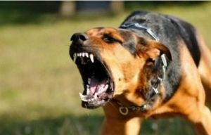 为什么狗突然对狗凶 世界十大狗最凶的狗