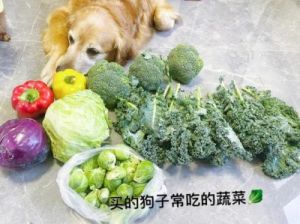 狗饭为什么狗不吃 为什么狗不吃蔬菜