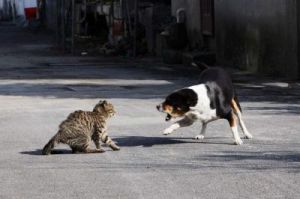 狗为什么摔猫 狗为什么要追猫