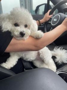 为什么驾照有狗 有c1驾照的狗叫什么