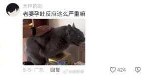 猫狗为什么吐 猫狗为什么不晕吐