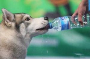 为什么狗疯狂喝水 狗为什么突然疯狂喝水排尿