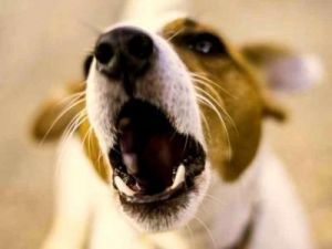 狗为什么只会呜咽 为什么狗总是呜咽和晃动身体