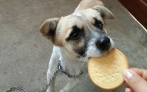 狗为什么吃酥饼 怀孕能吃酥饼吗
