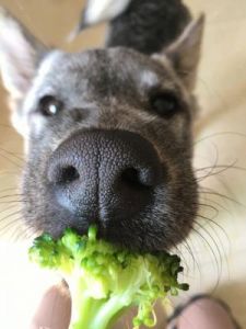 狗为什么喜欢花菜 狗吃花菜有什么好处