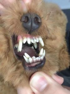狗为什么牙有毒 狗的牙有毒还是口水