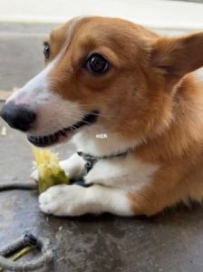 狗为什么称为甘蔗狗 狗不小心吃了甘蔗怎么办