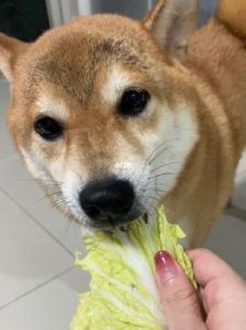 狗为什么偷吃白菜 狗吃白菜图片