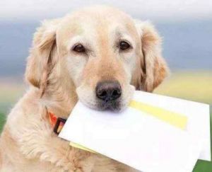 狗为什么去吃纸屑 火腿里吃到纸屑怎么办