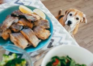为什么狗吃死鱼 为什么狗吃鱼不怕刺