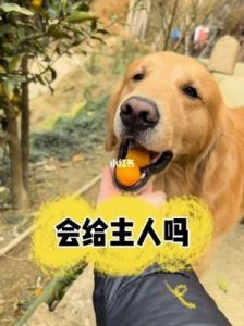 狗为什么不吃金桔 狗可不可以吃金桔