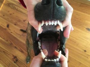 狗为什么切掉上颚 上颚皮烫掉了怎么办